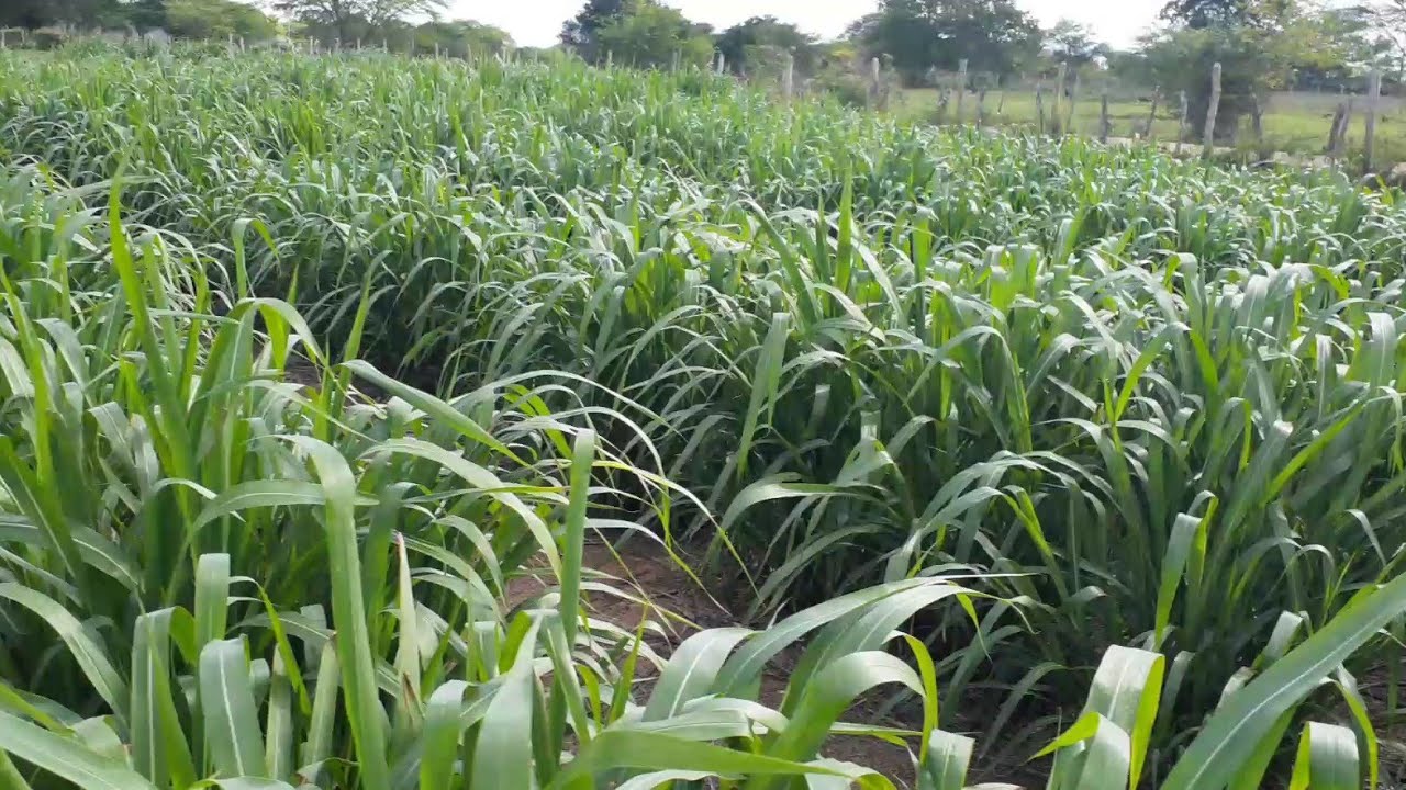 #IRRIGAÇÃO, COLOCANDO AS FITAS NO CAPIM BRS CAPIAÇU NO GOTEJAMENTO #FITA#GOTEJO