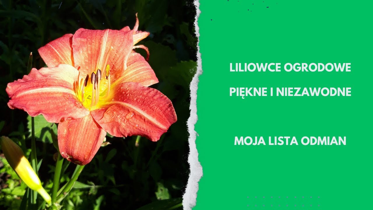 Niezwykłe kwiaty jednego dnia - LILIOWCE