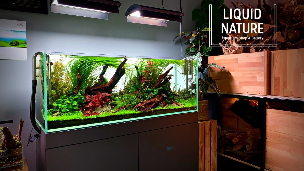 BEAUTIFUL PLANTED TANKS - LIQUID NATURE SHOWROOM - CINEMATIC EDITION