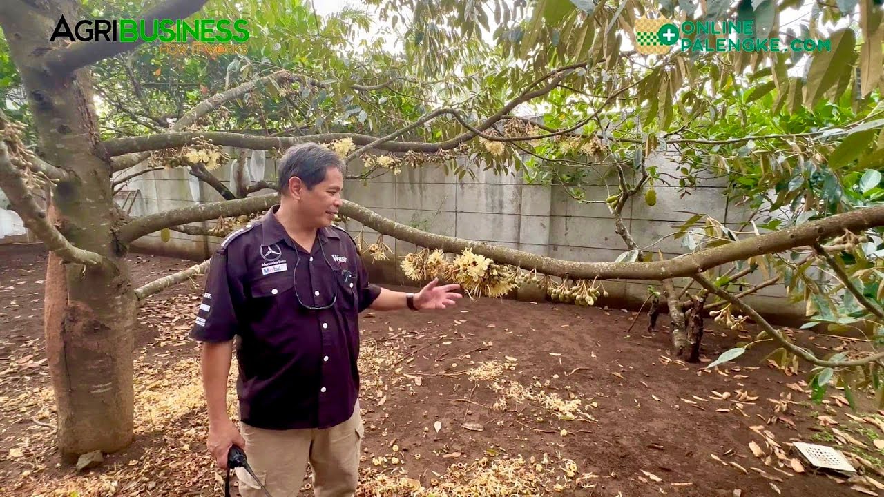 Farm tour: Mga guests sa resort, libre din mag harvest ng fruits!