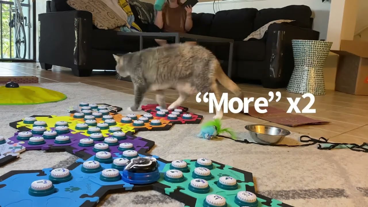 POV: Your Cat Is Purrsistent, Do You Always Have To Respond To Requests Immediately? | BilliSpeaks