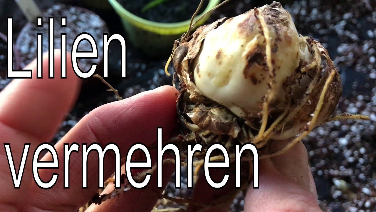 Lilien vermehren Tochterzwiebel Zwiebelschuppen // Gartenschlau.com