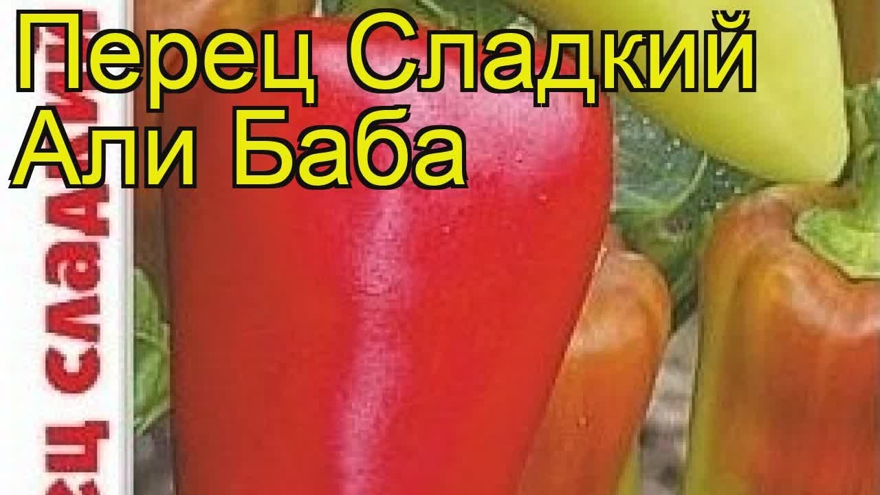 Перец сладкий Али Баба. Краткий обзор, описание характеристик capsicum annuum Ali Baba