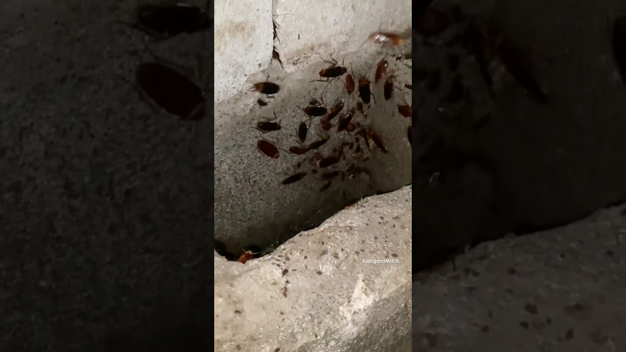 #shorts #ipis #cockroach #shortvideo