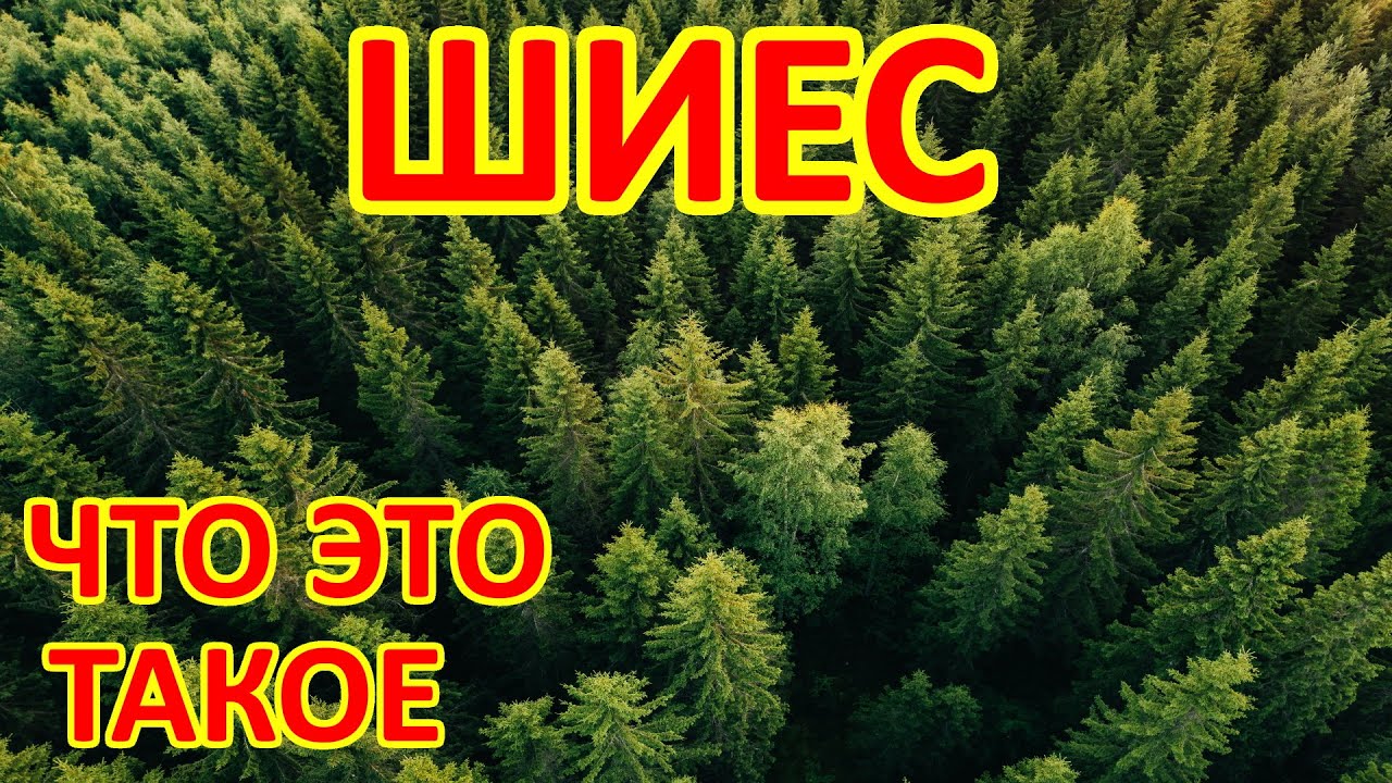 ШИЕС. ЧТО ЭТО ТАКОЕ ?
