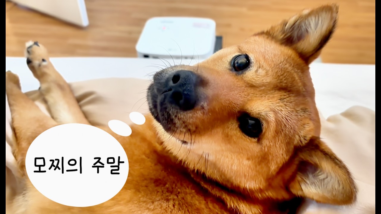 아이 없이 입양견이랑만 사는 부부, 이렇게 주말 보냅니다