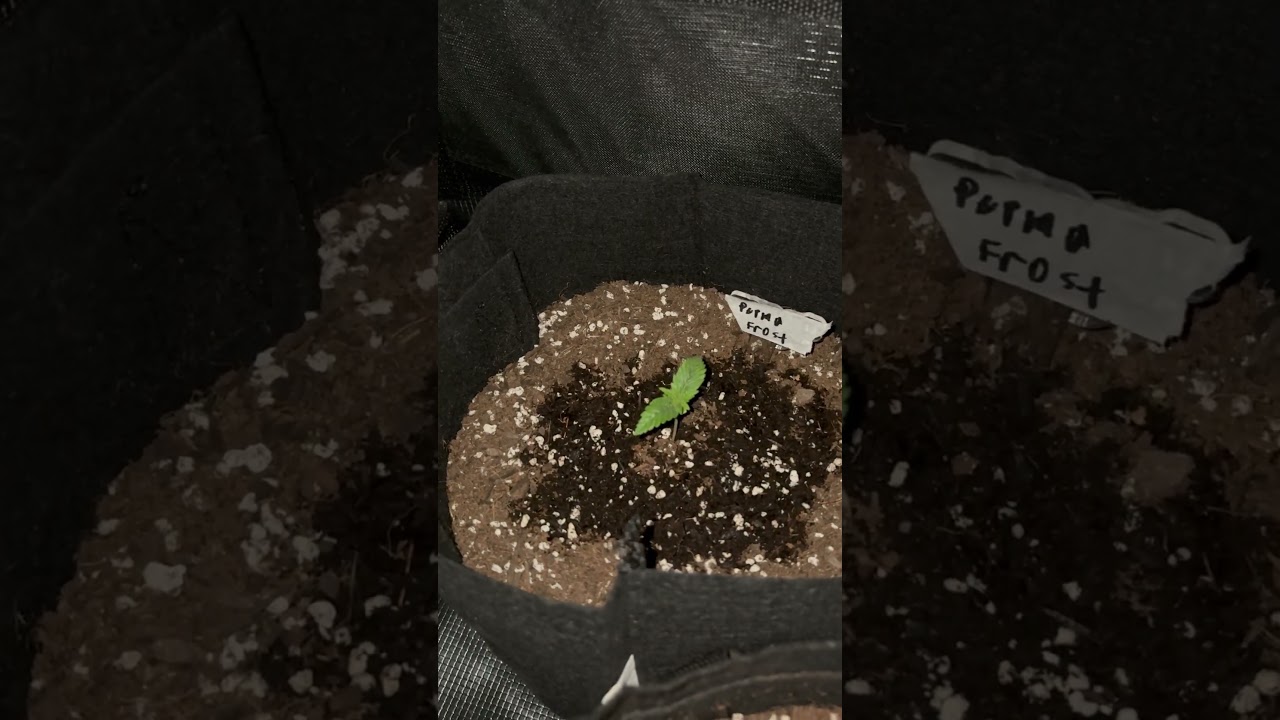 Defoliated #trending #shorts #shortvideo #viral #foryou #fyp #cannabis #weed #plants #garden #plant