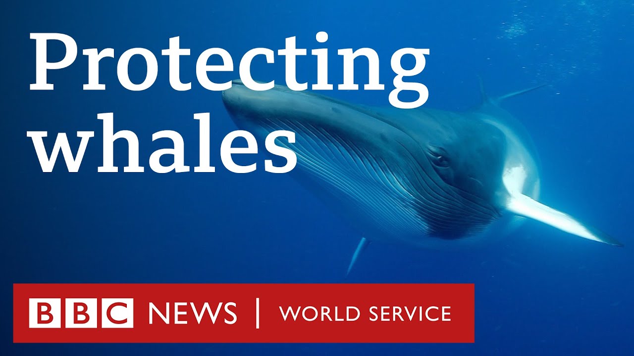 Is noise pollution killing whales and dolphins? - BBC World Service