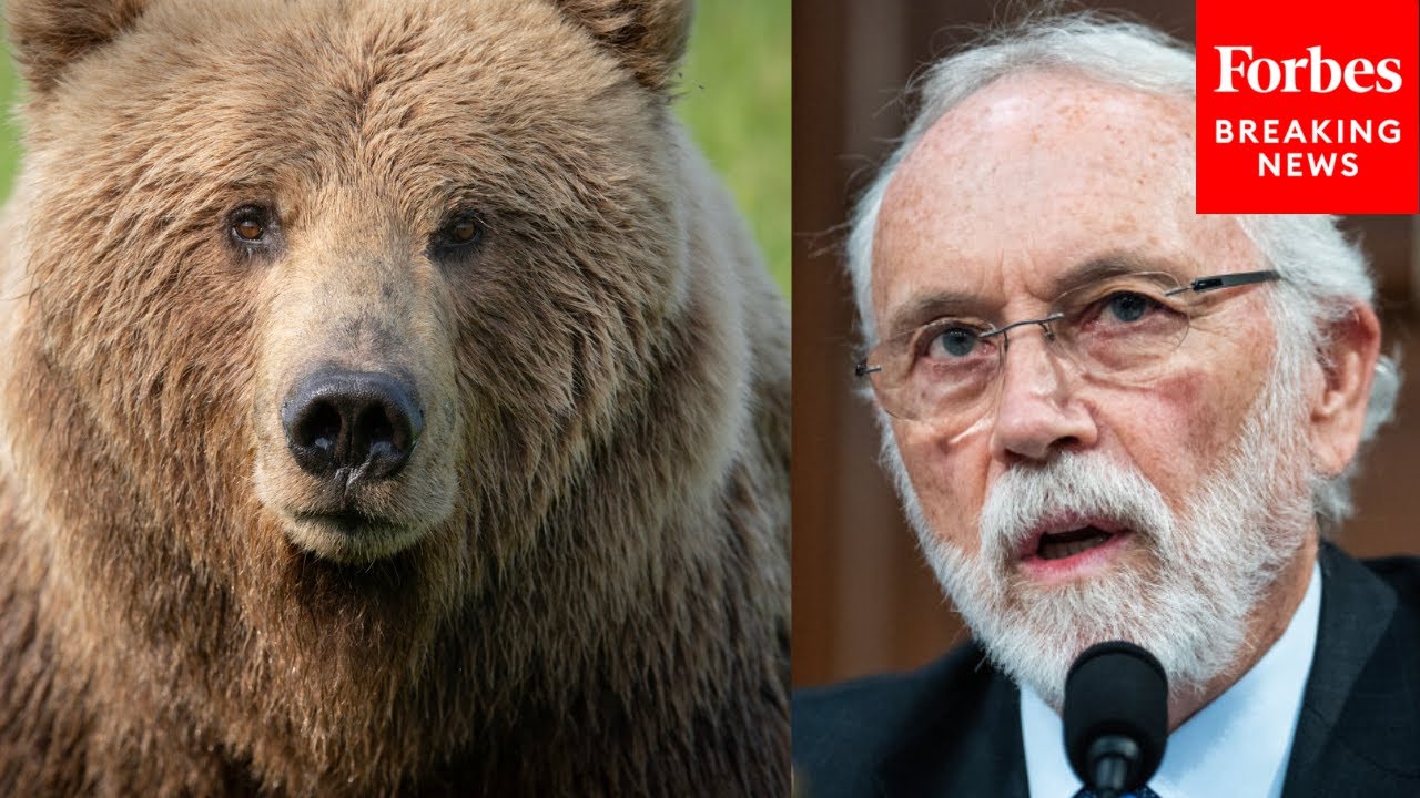 Dan Newhouse Grills Top Park Service Officials On Plan To Introduce Grizzly Bears Into His District