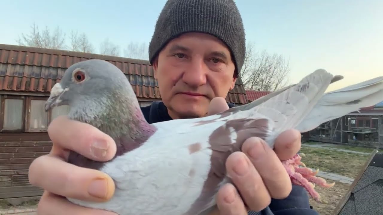 Gołębie Janssen Vos -Playboy, Mały Vos linia Łepuch czerwone, płowe do rozpłodu 513016809 Artur