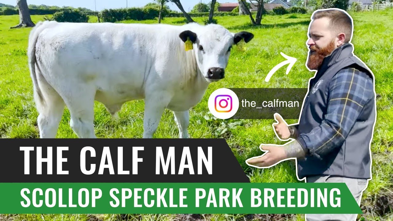 Scollop Speckle Park Breeding with The Calf Man