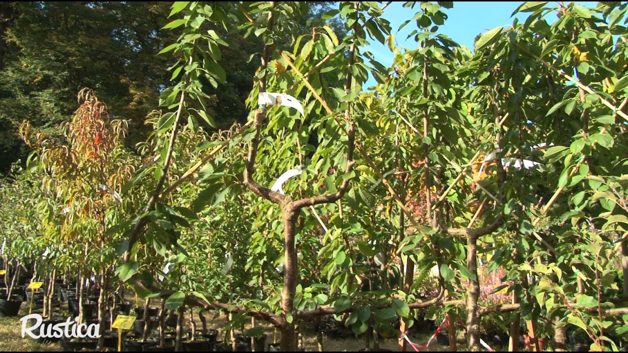 Cherry trees on espaliers