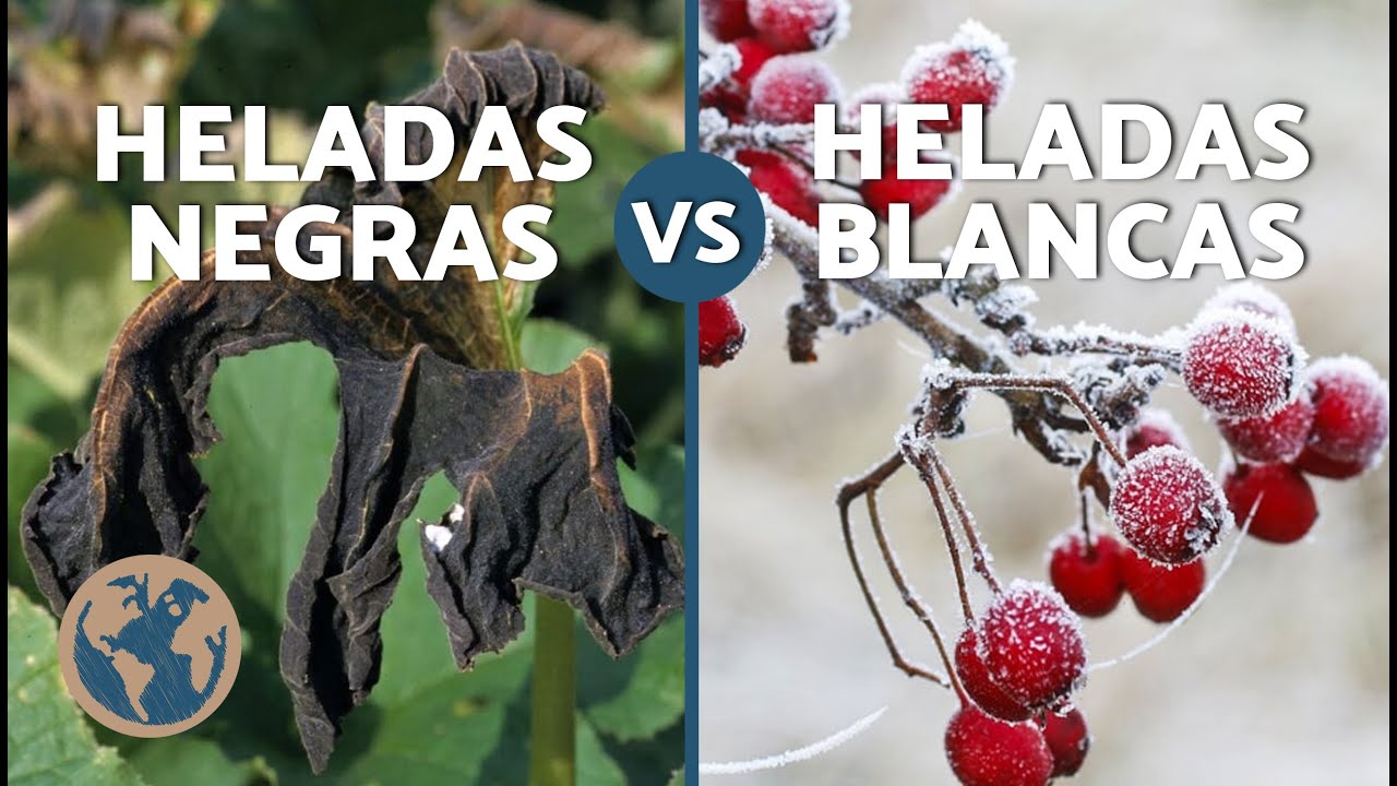 ¿QUÉ es la HELADA NEGRA y a que TEMPERATURA SUCEDE? 🧊🌨️🌡️ (DIFERENCIAS HELADAS NEGRAS y BLANCAS)