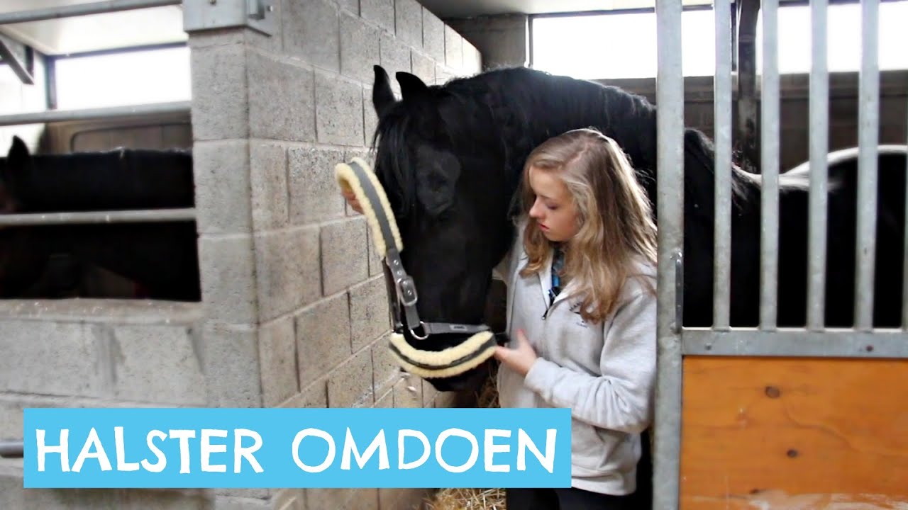 Hoe doe je een halster om?