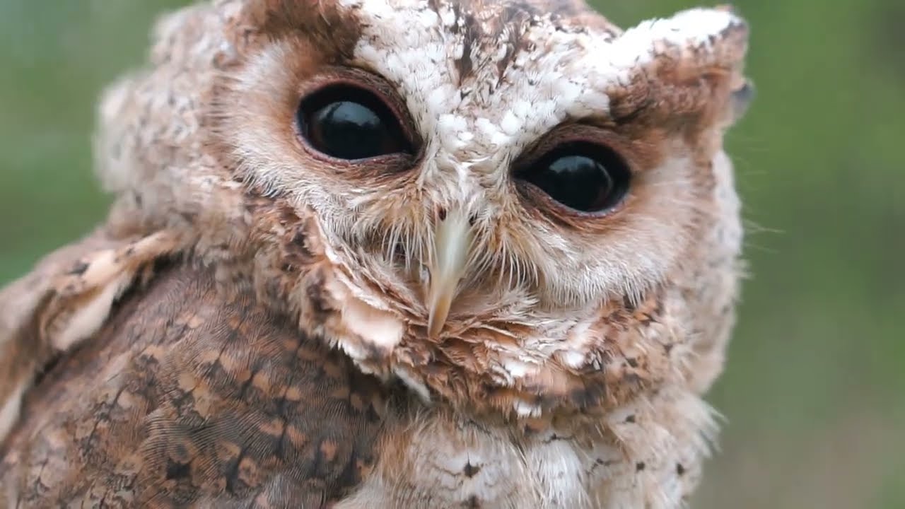 UgleRiget - Owl Kingdom Trailer