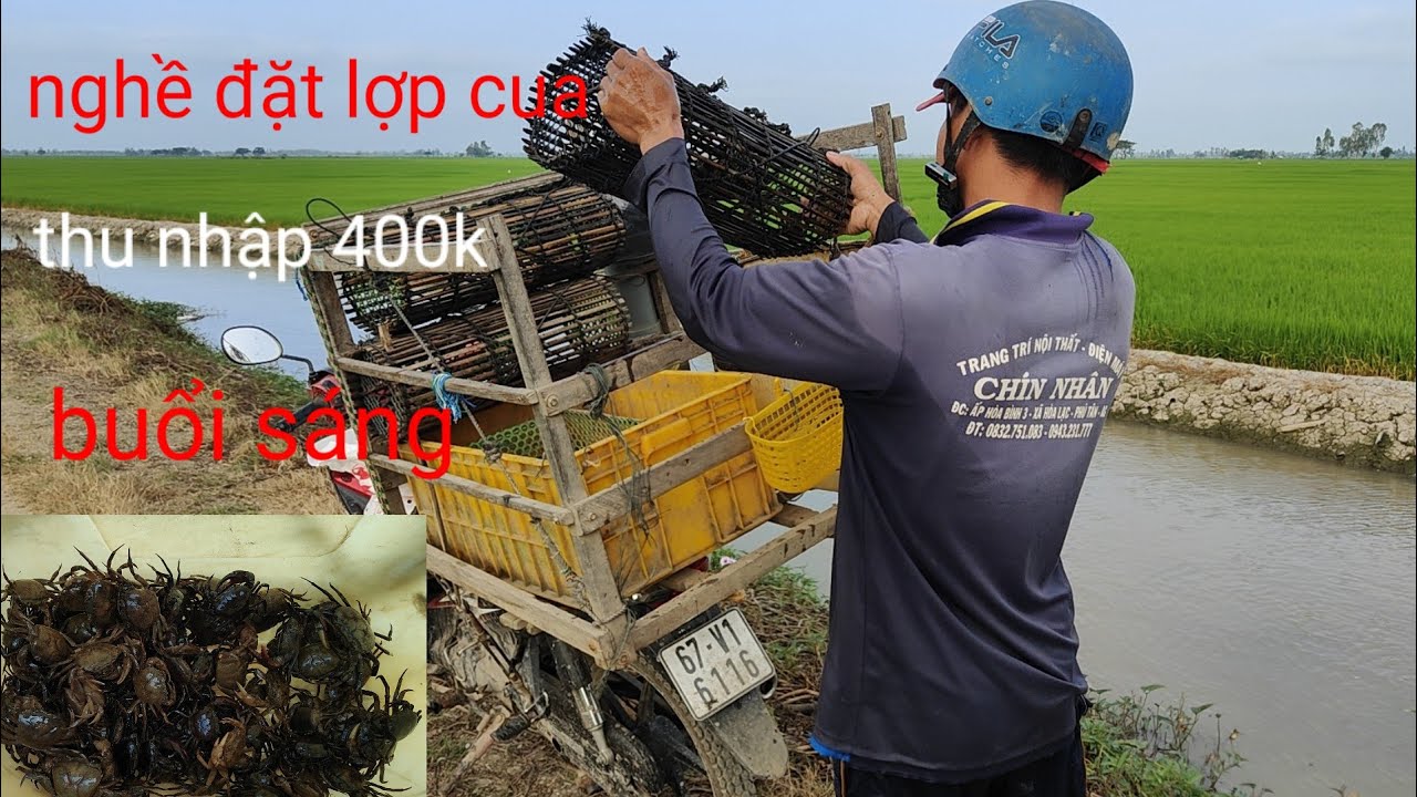 nghề đặt lợp cua đồng cuộc sống mưu sinh, thu nhập 400k buổi sáng miền tây sông nước 🌾