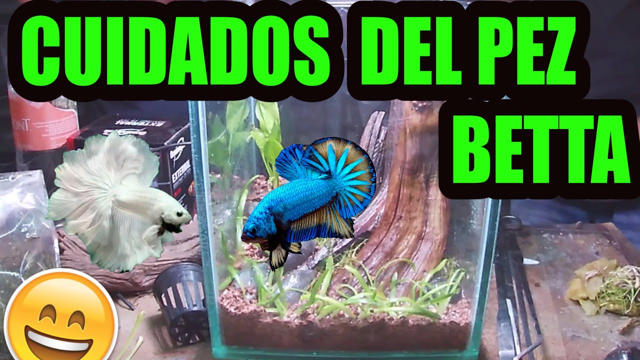 Como cuidar a tu pez betta  fácil ACUARIO y CUIDADOS