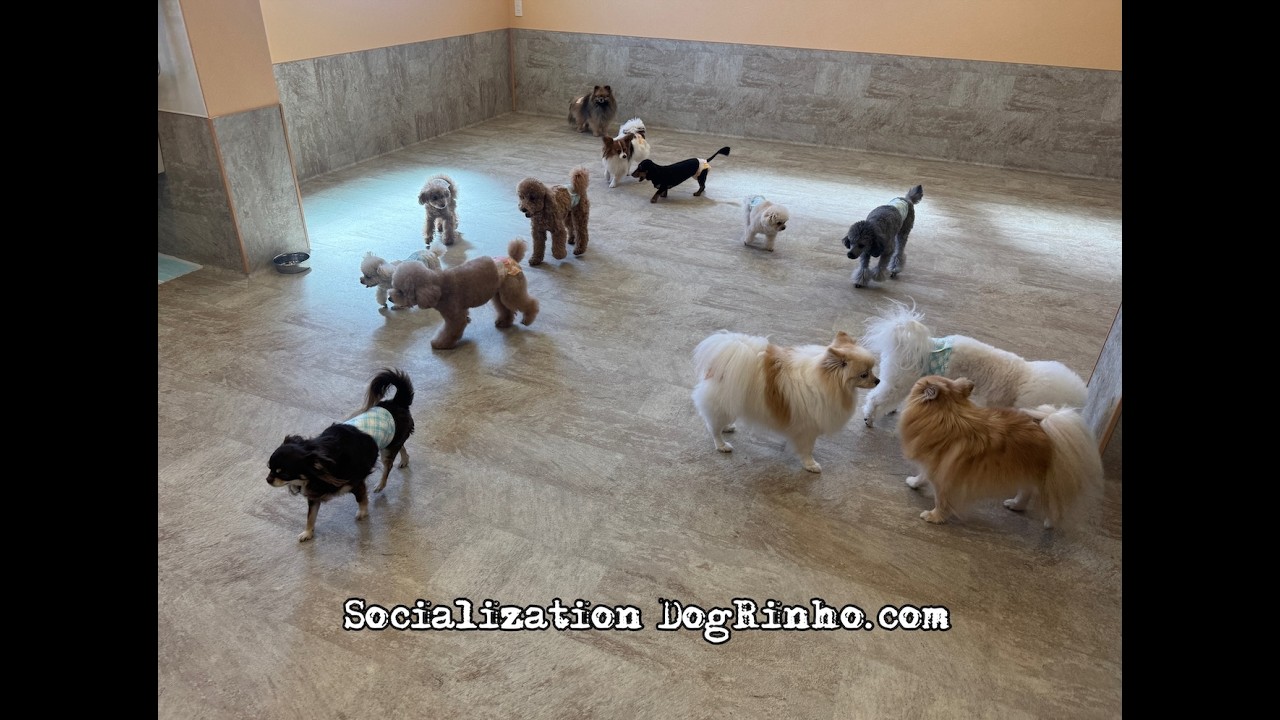 Dog daycare in Japan DogRinho 犬の保育園　20260305