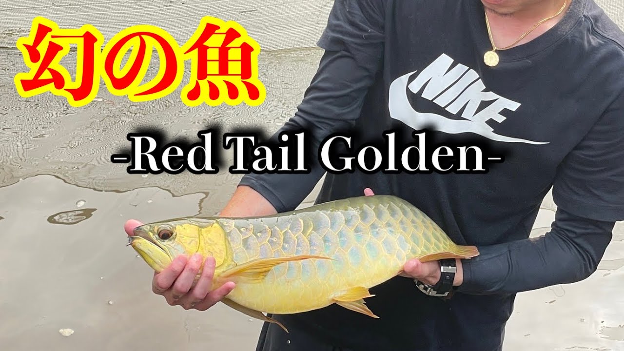 【幻の魚】原種血統の紅尾金龍を捕獲しました！！日本へ連れて帰ります。