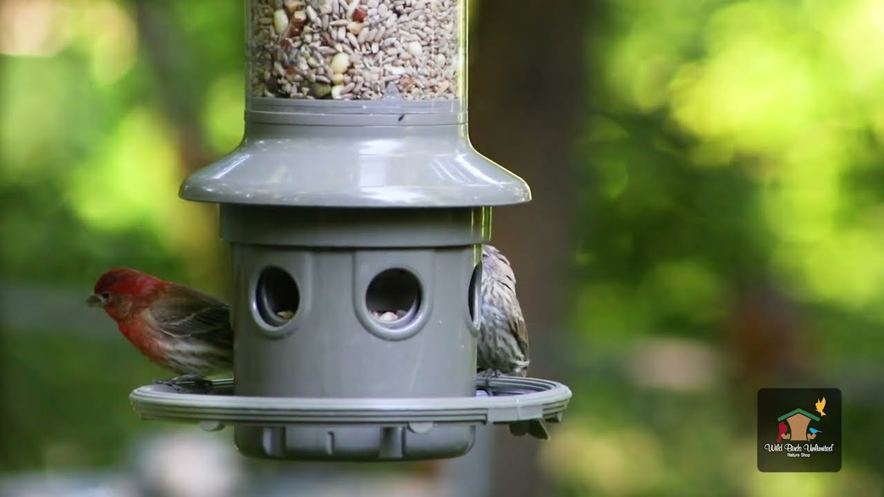How to Properly Clean your Eliminator Feeder | Wild Birds Unlimited