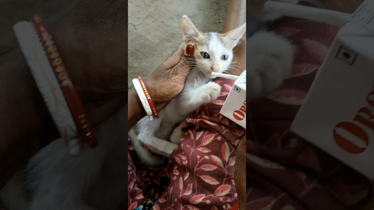 Cat eating juice🧃 Funny video 🤣😂#trending#catvideos#viral#shorts#funnyvideos#comedy