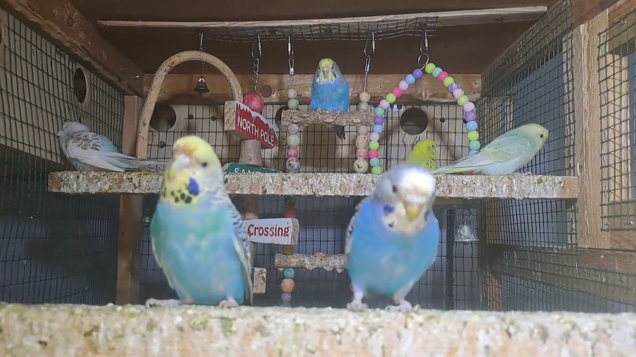 Parrots – Cute and Fun!