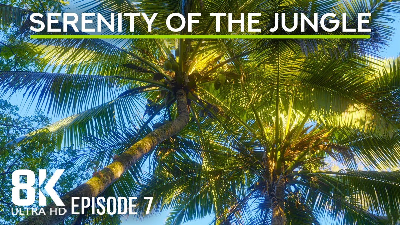 Incredible Jungle Sounds 8K - Lush Serenity of the Tropical Forest 8 HOURS - Episode 7