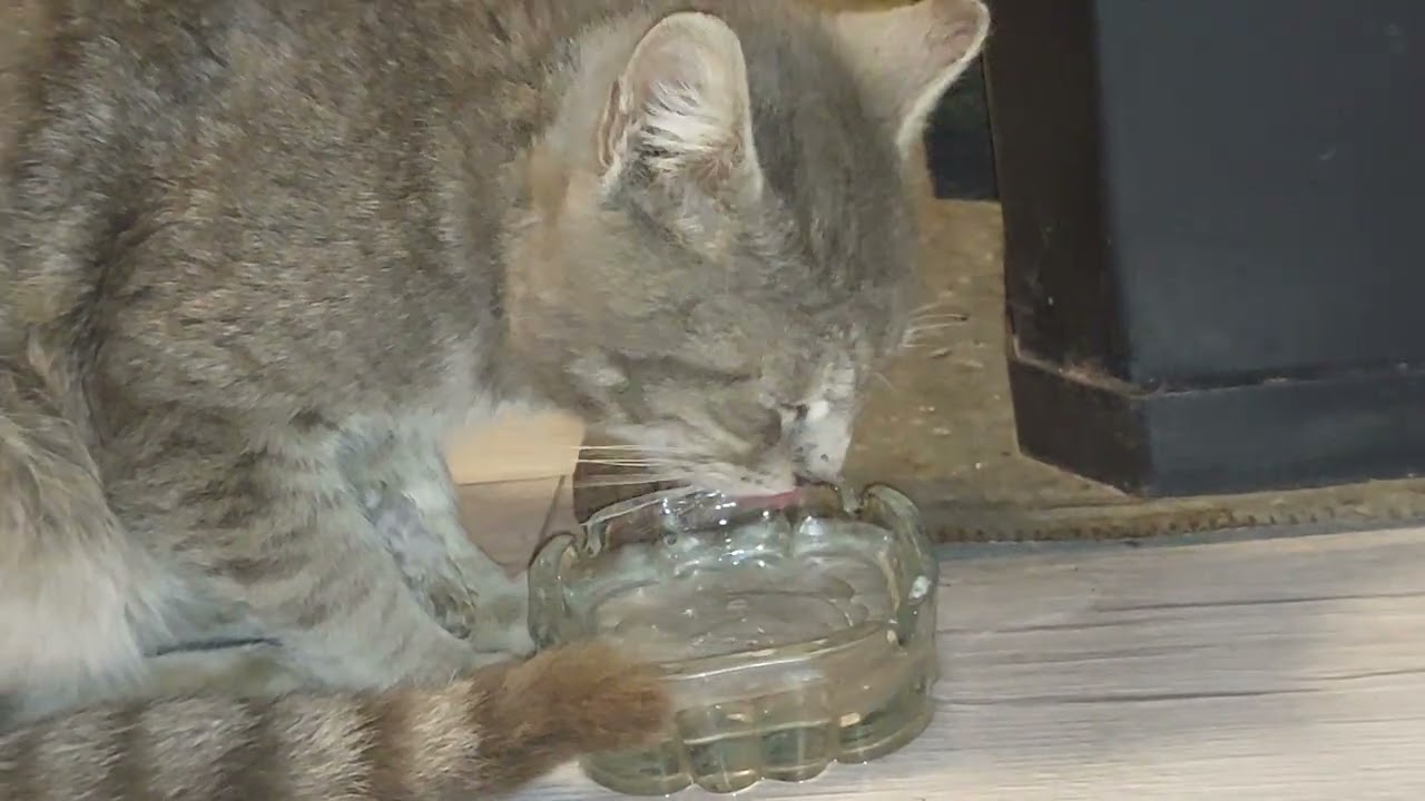CAT SIFKO DRINKING WATER 2026 