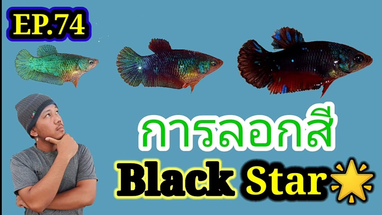 EP. 74 การเปลี่ยนสีของลูกปลากัดแบล็คสตาร์ Discoloration of betta fish