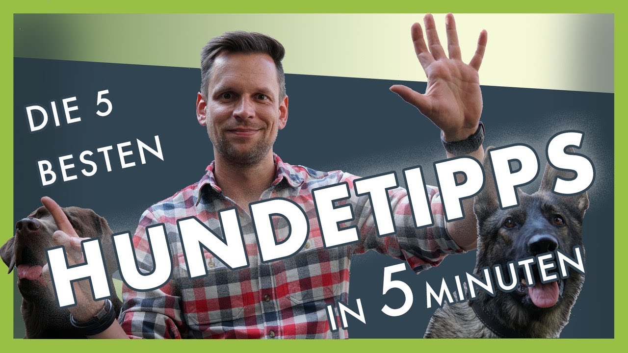 Die 5 besten Hundetraining Tipps in 5 Minuten
