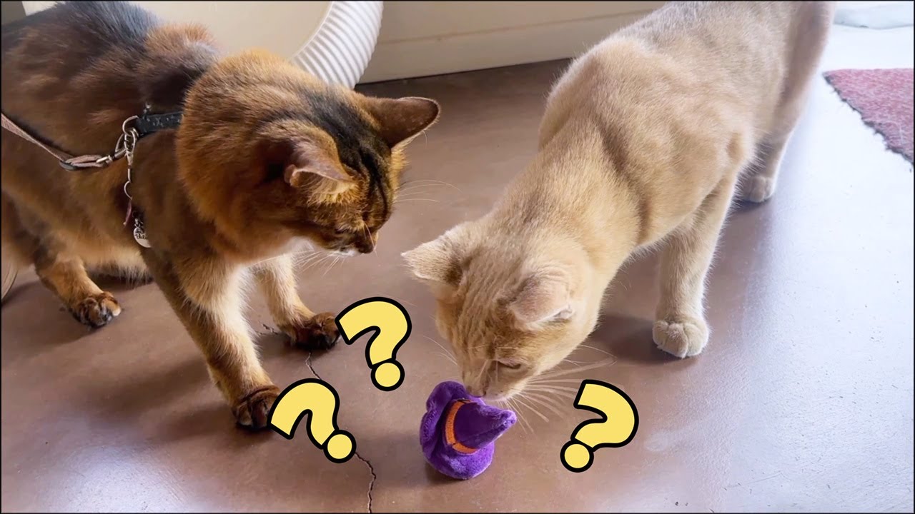Feral Friend or Toy Thief? Poor Summer! 🙀