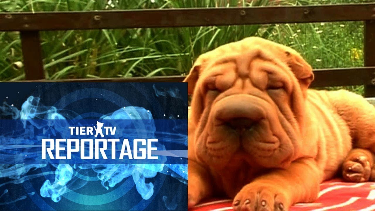 Reportage: Modehund