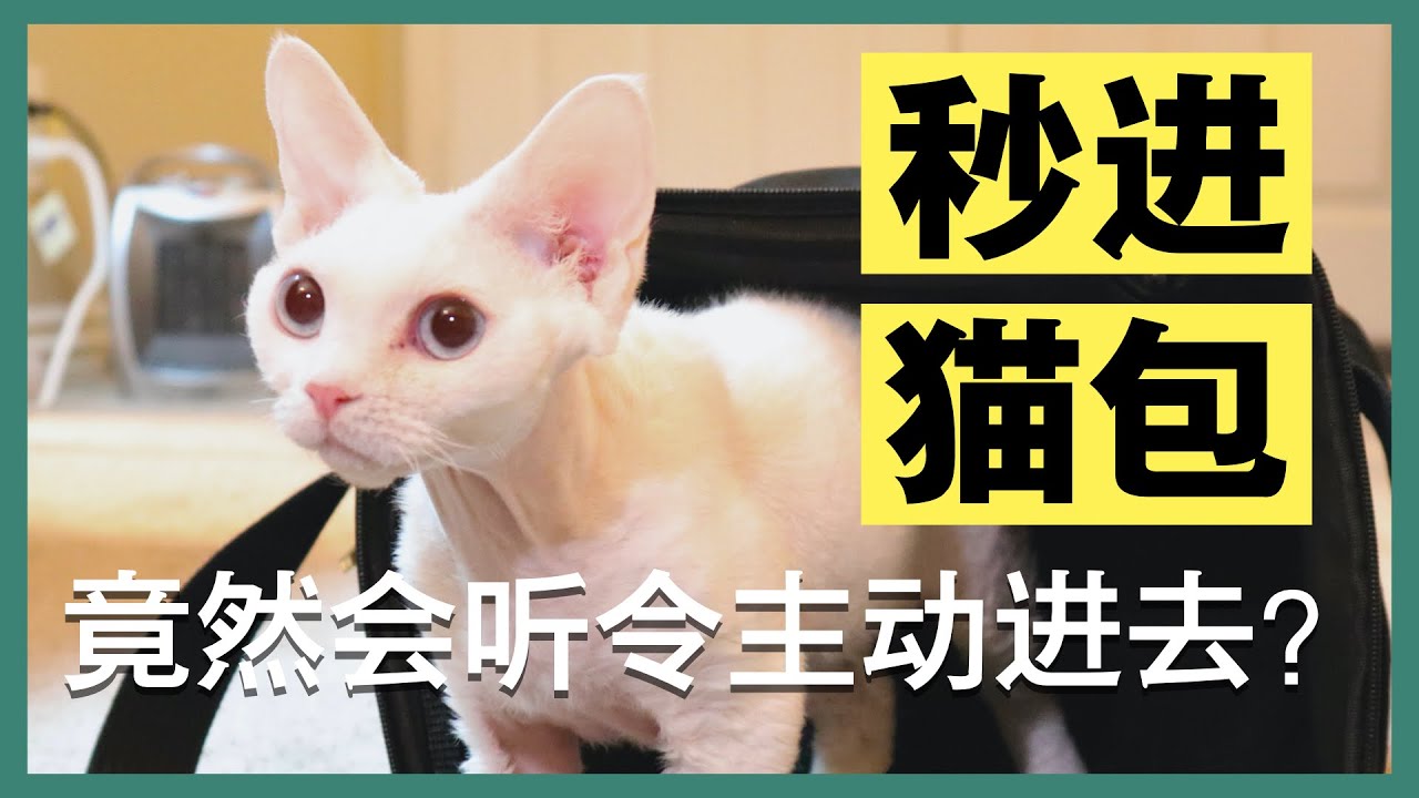 【猫咪训练】超实用！教猫咪自己进猫包