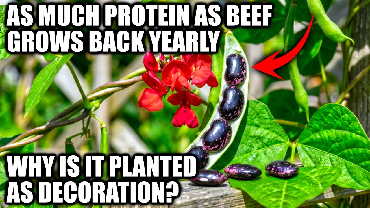 As Much Protein As Beef, Beats Green Beans. Grows Back Yearly. But It's Planted As An Ornamental?