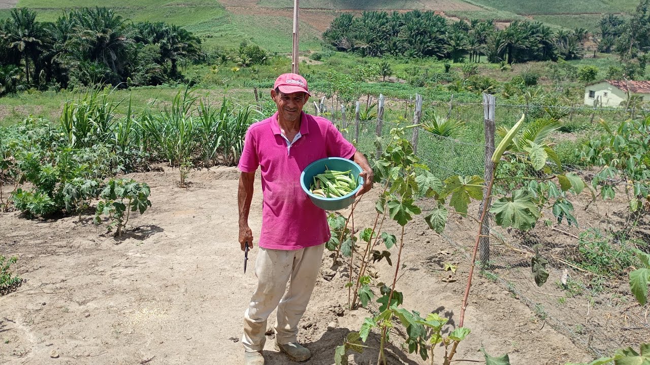 A FARTURA DE QUIABO NA ROÇA 
