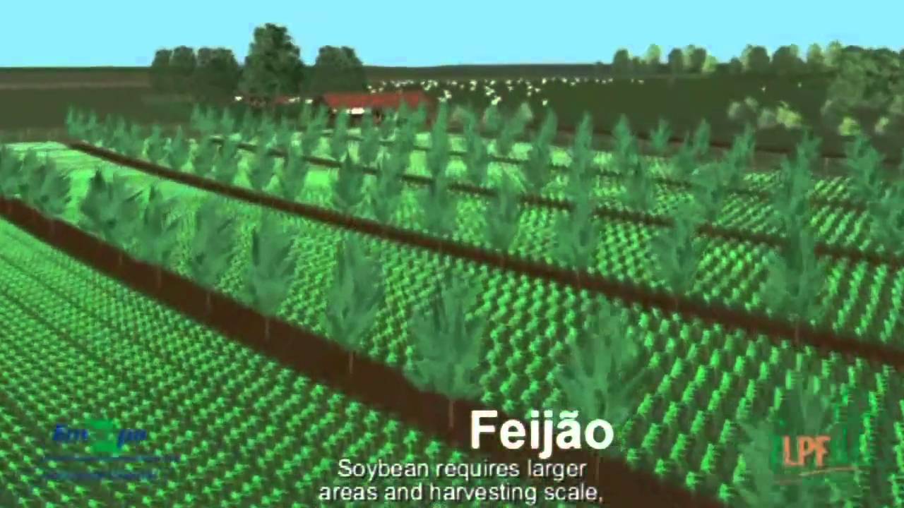 Integração lavoura-pecuária-floresta (iLPF)