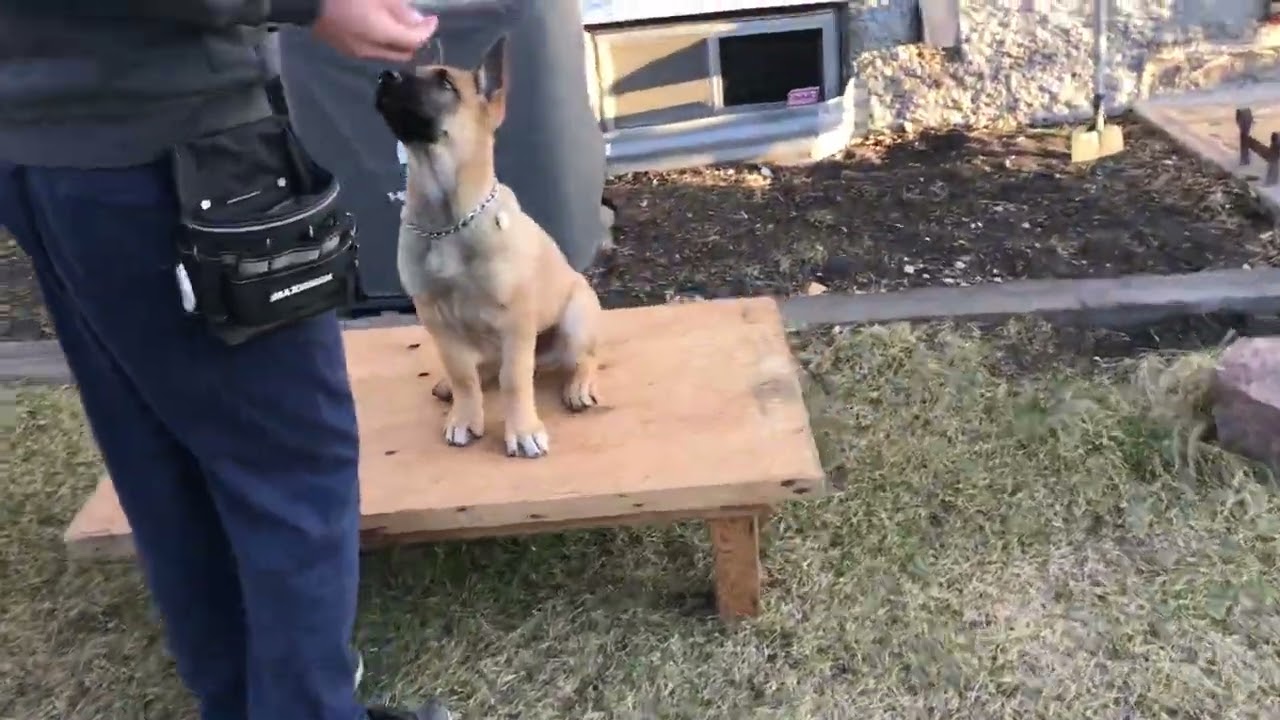 Puppy training!