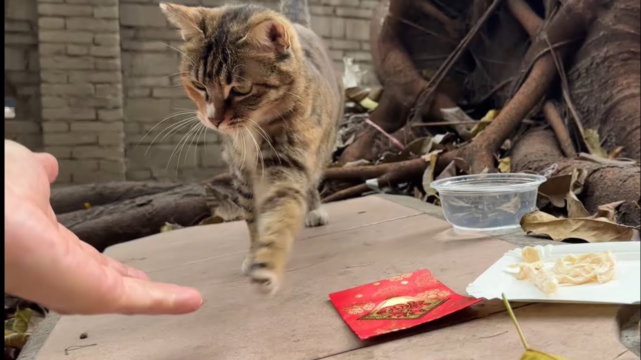 年初一，给流浪猫猫派红包，猫猫开心到握手说谢谢！
