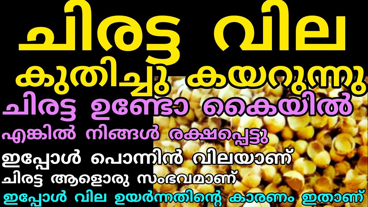 ചിരട്ട വിലയിൽ വൻ കുതിച്ചു കയറ്റം | ചിരട്ട വെറുതെ കളയല്ലേ | Manojnediyackal rubber tapping 