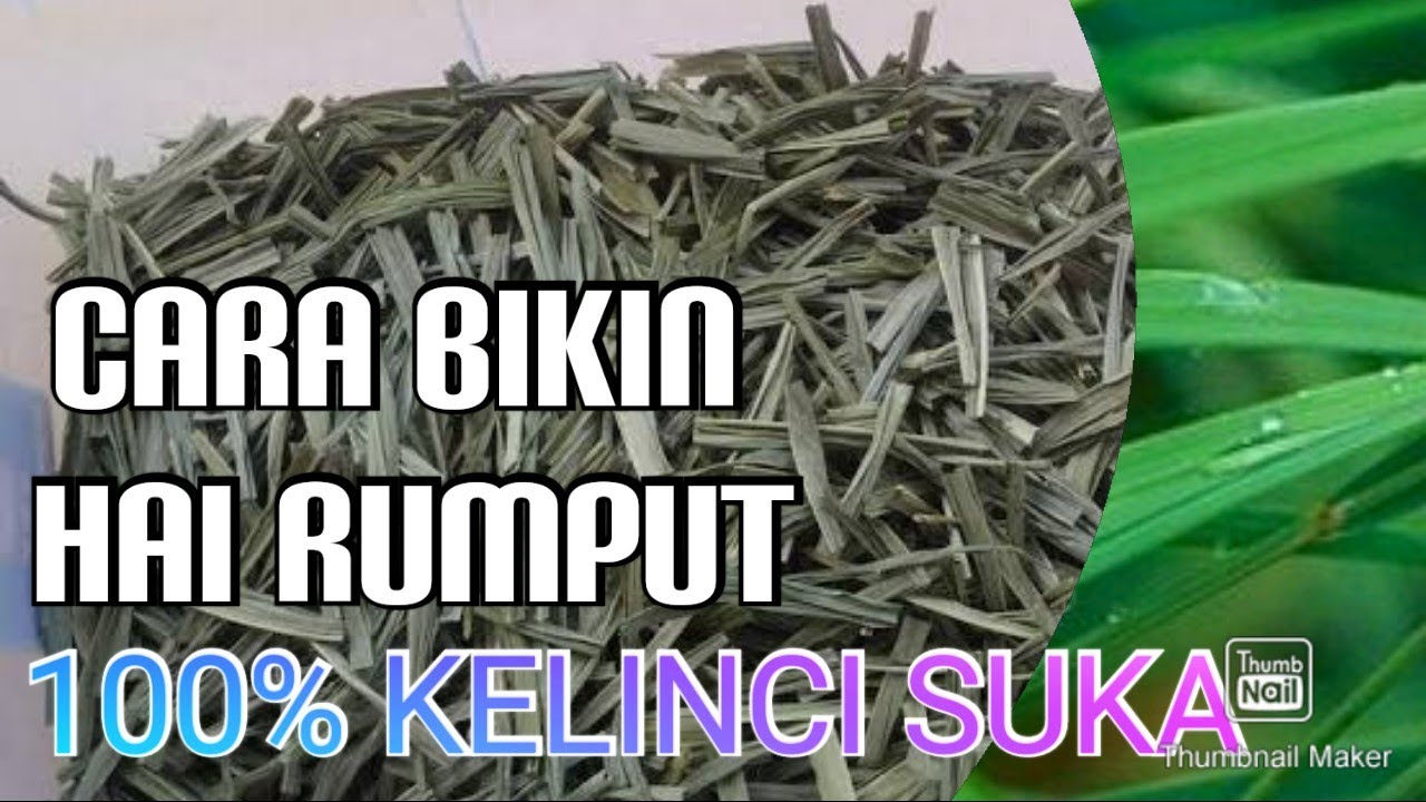 Membuat hay rumput odot untuk Pakan Kelinci