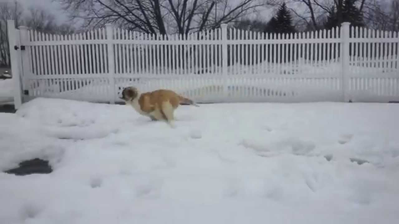 St. Bernard puppy