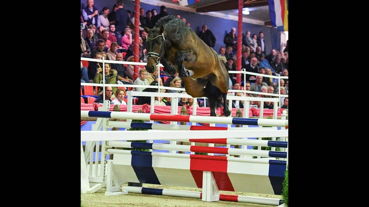 Stargos Stallion Show 2021