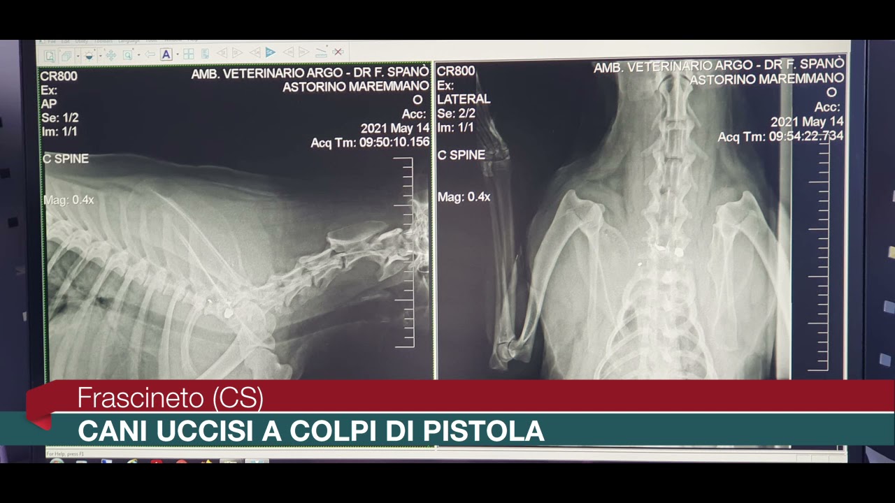 Frascineto (CS): cani uccisi a colpi di pistola