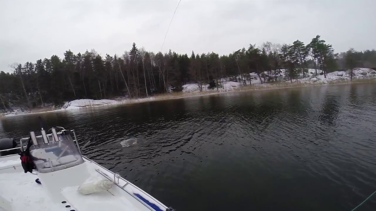 Fly Fishing for Northern Pike, Late Fall 2016