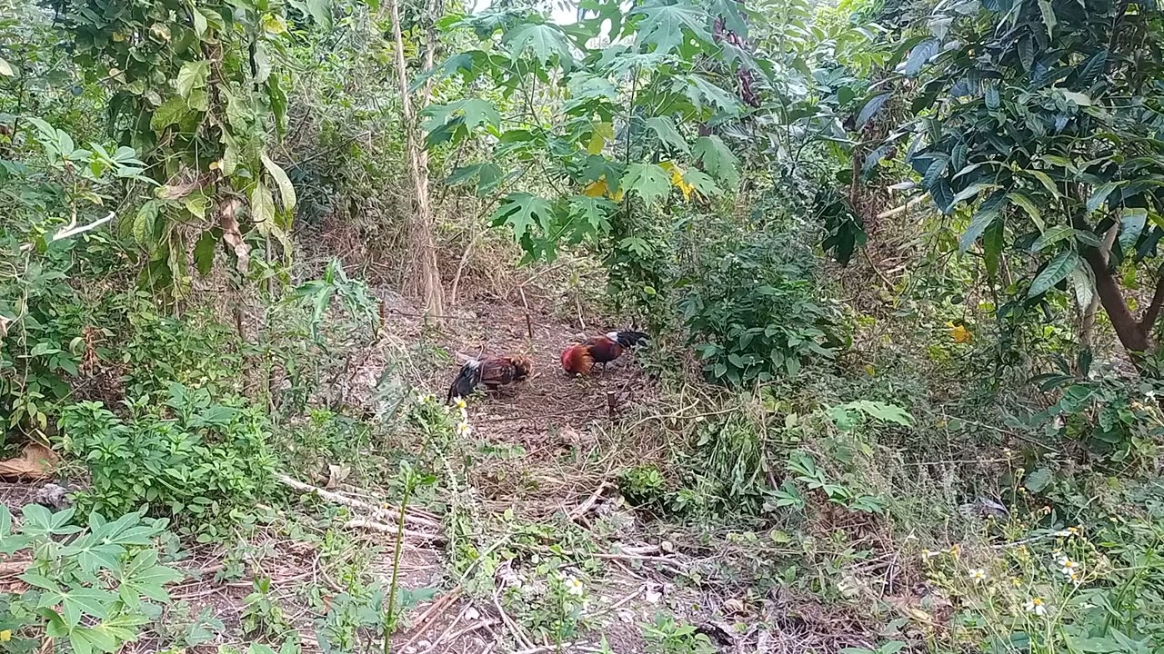labuyo usiw 6:20 nahuli 03/02/2022 saglit lng.