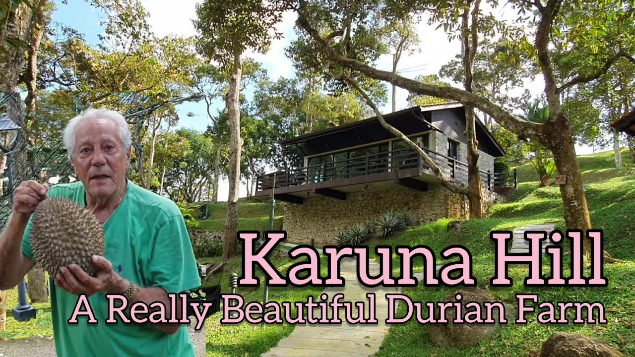 Penang Durian Farm-The Most Beautiful Durian Farmstead-Karuna Hill- For Stay and Durians槟城最浪漫榴莲园别墅