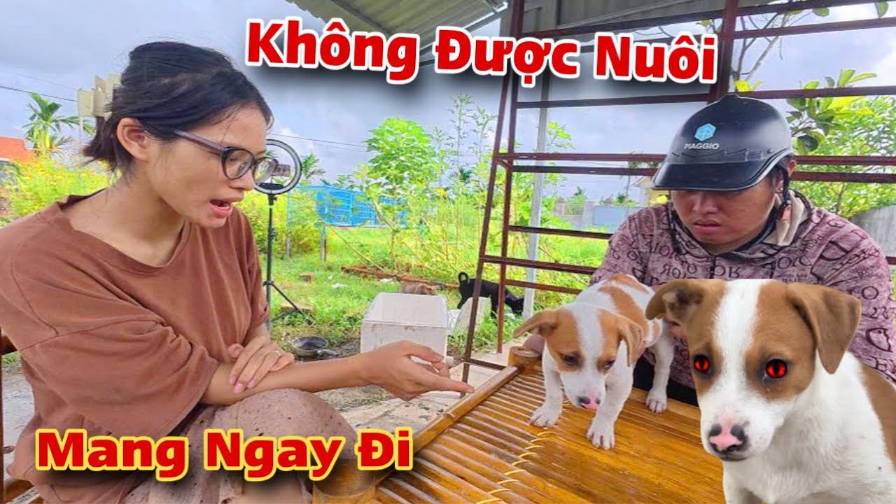 Căng Rồi ! Thảo Nhất Quyết Không Cho Nuôi Chó Trắng Mũi Đỏ Vì Nghĩ Là Con Chó MA | Dương KC