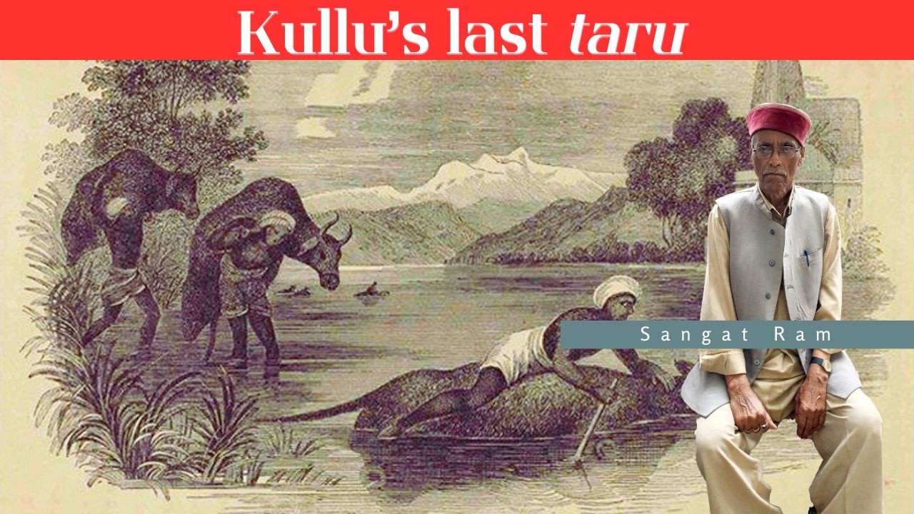 Kullu’s last taru