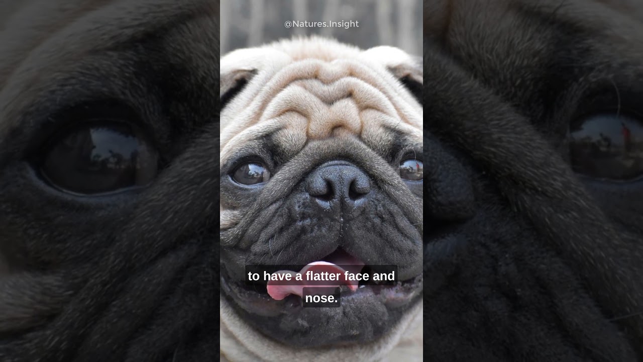 The History of The Pug🐶| Why do Pugs have breathing problems?