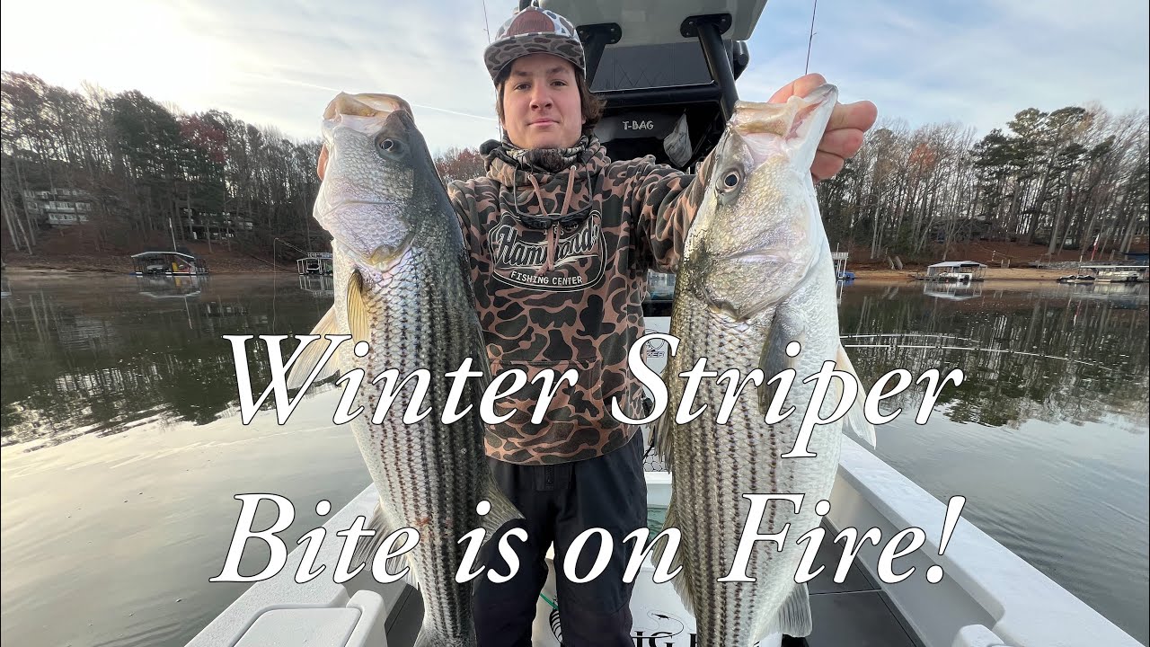 Winter Striper bite is excellent on Lake Lanier, GA!